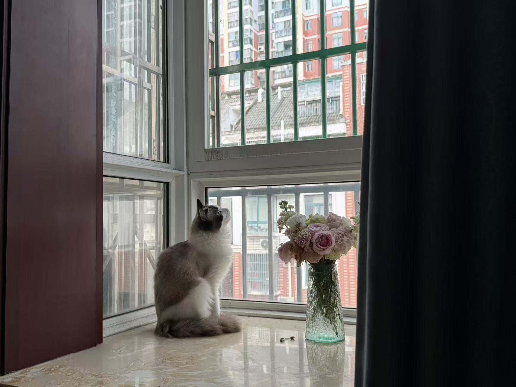 窗台上的猫，和插在玻璃瓶里的花